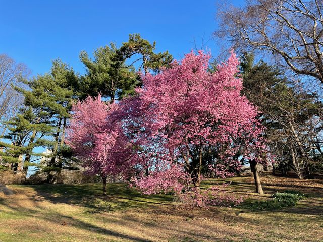 A photo of Cherry blossoms in Central Park near Loeb Boathouse and Trefoil Arch.